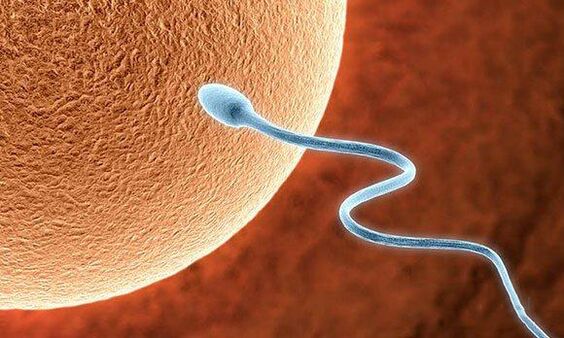 Biological functions before -Ejaculation